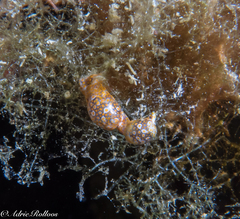 Lamprohaminoea ovalis