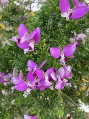 Polygala myrtifolia