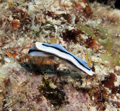 Chromodoris annae