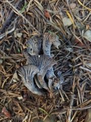 Craterellus atrocinereus