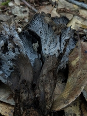 Craterellus atrocinereus