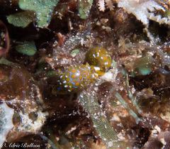 Lamprohaminoea evelinae