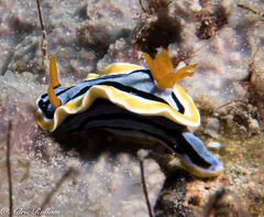 Chromodoris annae