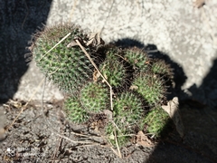 Mammillaria rekoi