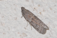 Cadra figulilella