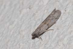 Cadra figulilella