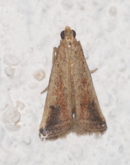 Metallostichodes nigrocyanella