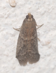 Ephestia woodiella