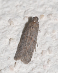 Cadra figulilella