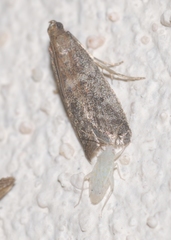Ephestia woodiella