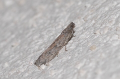 Cadra figulilella