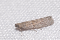 Cadra figulilella