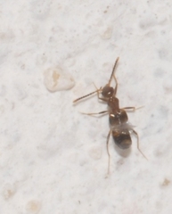 Myrmecocephalus