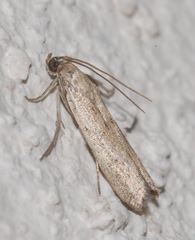 Homoeosoma nebulella