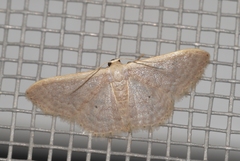 Idaea distinctaria