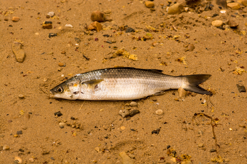 Southern mullet (Liza richardsonii) — Mugilidae — 4