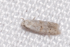 Symmocoides oxybiella