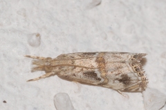 Euchromius cambridgei