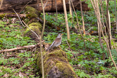 Turdus pilaris