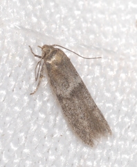 Blastobasis phycidella