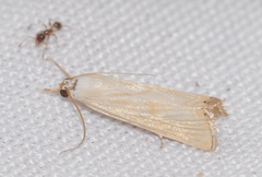 Xanthocrambus delicatellus