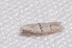 Symmocoides oxybiella