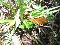 Tillandsia multicaulis