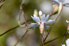 Heliosperma alpestre