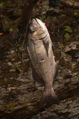 Sparodon durbanensis