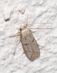 Symmocoides oxybiella