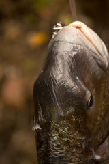 Sparodon durbanensis