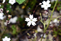 Heliosperma alpestre