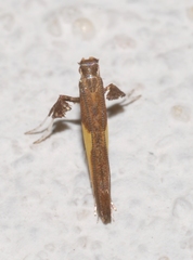 Caloptilia azaleella