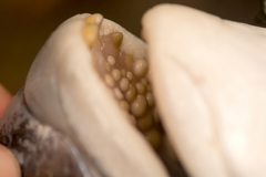 Sparodon durbanensis