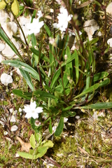 Heliosperma alpestre