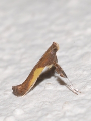 Caloptilia azaleella