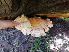 Laetiporus sulphureus