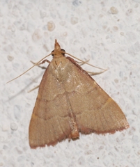 Hypsopygia incarnatalis