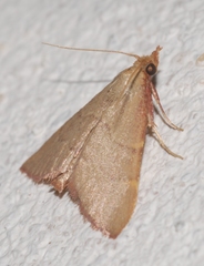 Hypsopygia incarnatalis