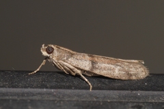 Cadra furcatella