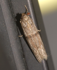 Cadra furcatella