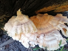 Laetiporus sulphureus