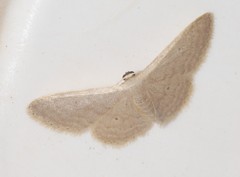 Idaea distinctaria