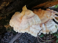 Laetiporus sulphureus