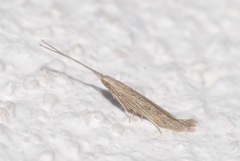 Coleophora texanella