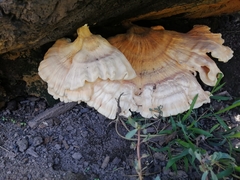 Laetiporus sulphureus