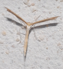 Stenoptilia bipunctidactyla