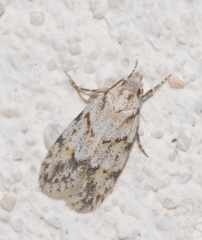 Symmoca signatella