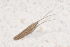 Coleophora texanella