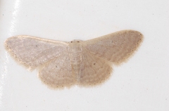 Idaea distinctaria